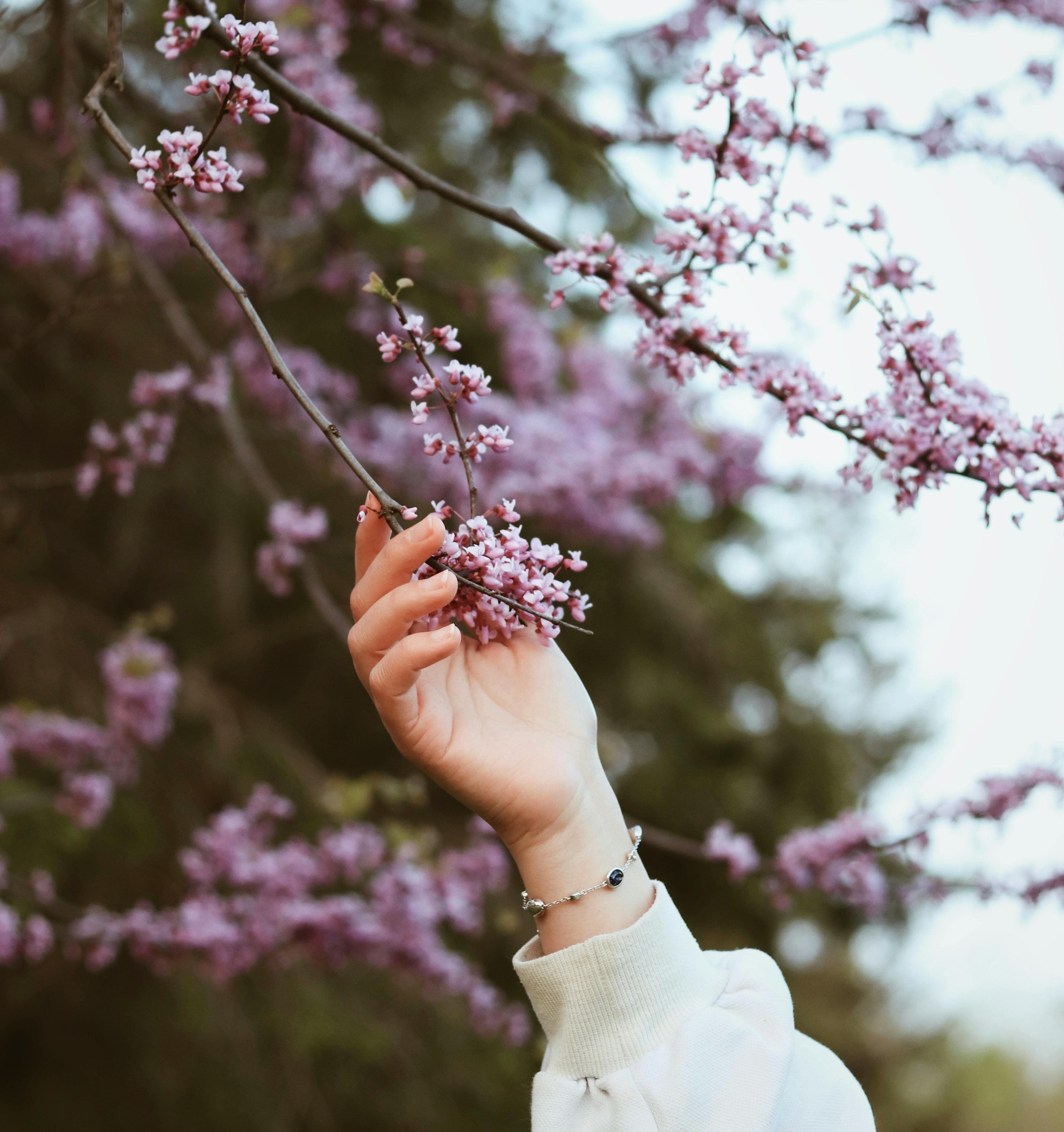 Free A hand gracefully reaches for a cherry blossom branch, showcasing nature's spring beauty. Stock Photo